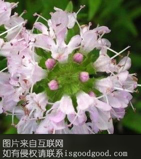地椒茶特产照片