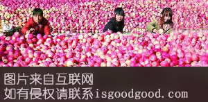 凤县苹果特产照片