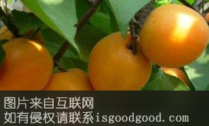陕北山杏特产照片