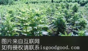 镇坪玄参特产照片