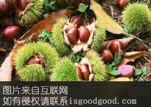 禄劝板栗特产照片
