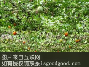 水富瓜蒌特产照片