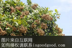 楼坝桂圆特产照片