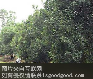 临翔澳洲坚果特产照片