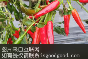 泸西酸辣椒特产照片