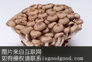 永仁山珍特产照片