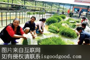 贵阳香葱特产照片