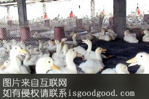 朱寨肉鸭特产照片