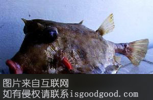 楠木渡猪嘴鱼特产照片