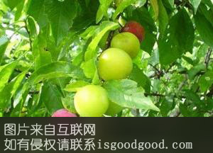 九阡李特产照片