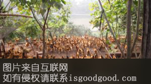 龙马乌鸡特产照片