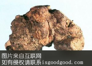 昭化茯苓特产照片