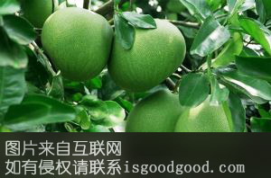 苍溪脆香甜柚特产照片