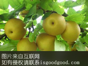 蓬莱黄花梨特产照片