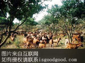 西河山羊特产照片