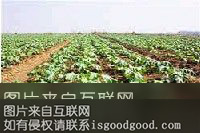 东碧冬菜特产照片