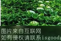 石林西瓜特产照片