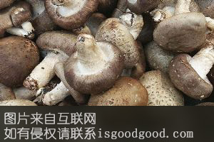 华蓥山香菇特产照片