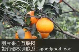 三苏湖柑桔特产照片