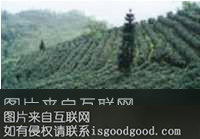 峨山茶特产照片