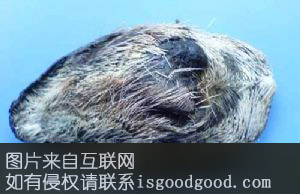 四川林麝特产照片