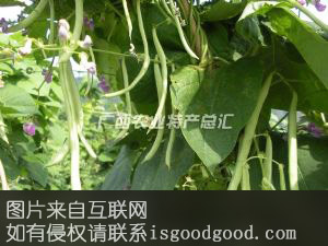 江南四季豆特产照片