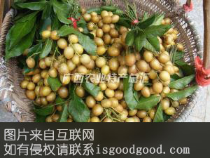雁山黄皮果特产照片