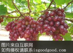 灵川提子特产照片