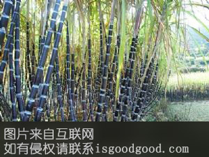 白沙黄皮果蔗特产照片