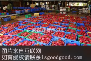 钦南火龙果特产照片