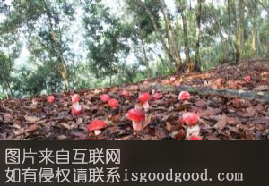 容县浪水红香菇特产照片