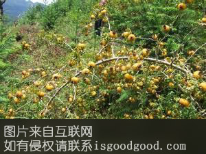 乐业野生刺梨特产照片
