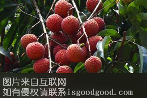 南沙桂味荔枝特产照片