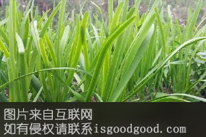 河口韭菜特产照片