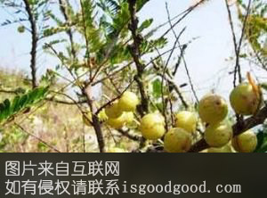潮州油柑特产照片