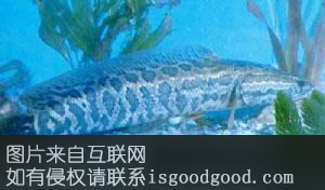 江夏乌鳢特产照片
