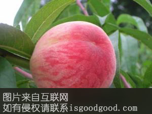 白花桃特产照片