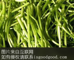 小李子藜蒿特产照片
