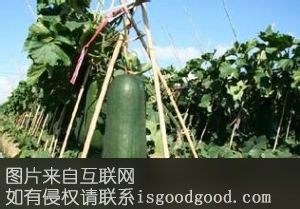 东沟青皮吊冬瓜特产照片