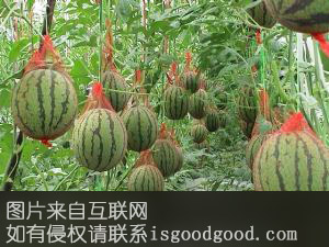 蒲团西甜瓜特产照片