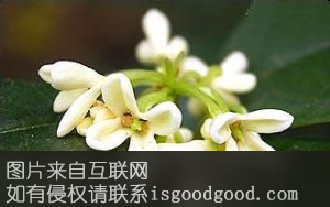 咸安桂花特产照片