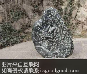 西工牡丹石特产照片
