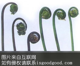 嵩县拳菜特产照片