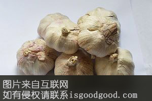 九都大蒜特产照片