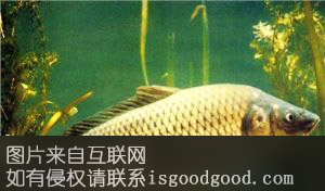 新乡黄河鲤鱼特产照片