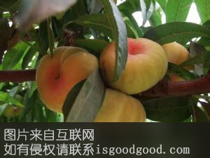鄢陵蟠桃特产照片