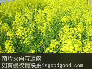 光山“双低”油菜特产照片