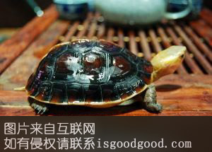 黄缘闭壳龟特产照片