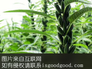 新县芝麻特产照片