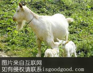 淮阳槐山羊特产照片